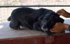 Sandi - 5 1/2j. klein lieb freundl. verträgl. - sucht dringend liebes Zuhause