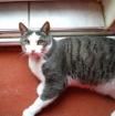 Kater vermisst