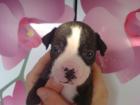 Boxermix Welpen kraftig viele Farben.