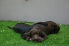 Hundebetreuung in der Familie - Bonn