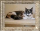 Arctic Shadows Maine Coon Hobbyzucht