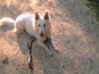 Suche Deckrüden weißer Schäferhund
