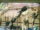 Nymphensittiche verschiedene Farben