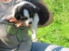 2 Aussiewelpen Rüden bluemerle blacktri azugeb