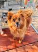 Calanthe - Pomeranian -Mischling - lieb verträglich