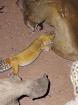 O. 2 Leopardgecko adult
