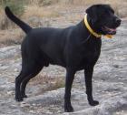 Labrador Deckrüde Multi Champion FCI Papiere HD/ED frei.