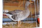 Elsässer Gänse grau BR09 top Zuchttiere mit Bewertung