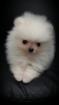 Pomeranianwelpen gescheckt 06331258619
