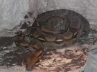Boa Constrictor Imperator zu verkaufen