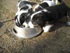 Kleine Jack Russels tricolor reinrassig o. P. suchen neue Herausforderung