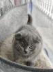 3 scottish Bhk kitten männchen