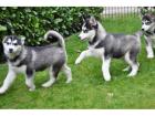 Reinrassige Siberian Husky Welpen mit VDH/ DCNH/ FCI-Papieren