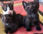 Kitten weiblich ab Oktober 23 abgabebereit