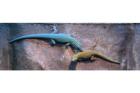1 1 Pärchen Lygodactylus Williamsi