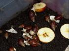 Achatina fulica WHITE JADE Körperalbinos