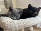 Bkh Kitten Verkauf weiblich