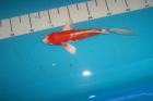 Butterfly Koi Koi Angebote in High Quality vom Koi-Center Schafflund