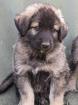 Sarplaninac Welpen Herdenschutzhund