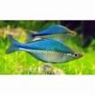 Regenbogenfische Mel. Lacustris