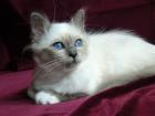 Birmakatze blue-point 16 Wochen