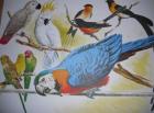 Große Vogelschau Vogelverein Albstadt 2022