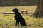Curly Coated Retriever zur Deckung Welpe namelden