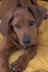 Rhodesian Ridgeback Welpe Rüde mit Stammbaum