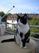 HILFE suche neue Katzenmutter/Vater für Ronja München