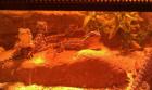 Bartagame Sehr schöne Junge Farbbartagamen abzugeben