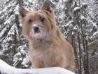 Cairn-Terrier der ideale Familienhund. klein robust frech u. schmusig