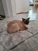 Siam Deckkater reinrassig