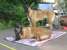Belgische Schäferhundinen Malinois 2 Jahre alt