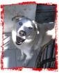 Husky-Hirtenhund Mix Dringend ein neues zuhause