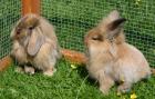 2 wunderschöne Widder-Babys zu verkaufen
