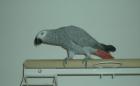 Graupapagei