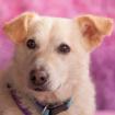 FRIENDLY - Mix - 4 Jahre - Tierhilfe-Franken e. V.