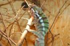 Furcifer pardalis 2. 3 Diego suarez