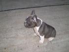 Französische Bulldog