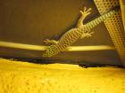 Phelsuma Standingi Querstreifentaggecko Jungtier