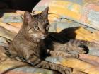 Dringend Judy sucht Zuhause mit Garten