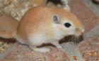 Habe bald 6 rennmaus babys abzugeben