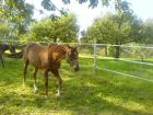 Suche eine liebe Reitbeteiligung