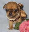Chihuahua -Welpen auch besondere Farben aus seriöser Zucht