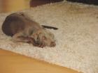 Weimaraner Rüde Pancho 9 Monate alt sucht neus liebevolles Zuhhause