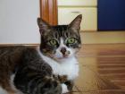 Chubbs wer gibt mir eine Chance