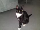 Dringend Tierfreunde gesucht