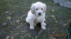 Endlich sind die kleinen Golden Retrieverbabys da.
