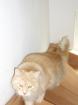 Cremefarbender Kater sucht liebes neues Zuhause