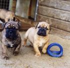 Da c apo Dog Welpen